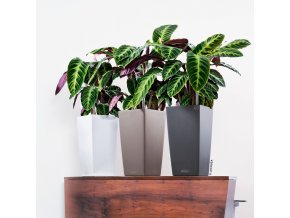 A TRD SQ22 3 w mus anth Calathea