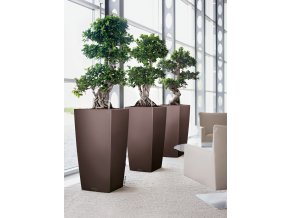 A SQ50 3 esp Ficus microcarpa