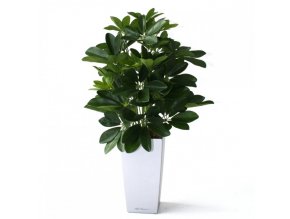 raam schefflera 50cm in cubico zilver 26cm