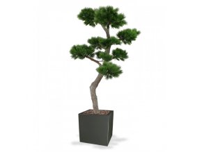 151920 pinus bonsai xl 200 panama 50 shiny grey