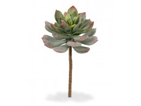 409602 echeveria boeket 25 groen rood