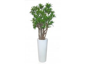 Dracaena Reflexa Robusta 190 cm Green V4008A32