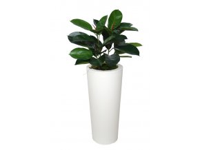 Ficus Elastica Bush 110 cm Green V5426008