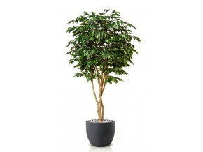 Ficus Exotica Designer 220 cm Green V1049037