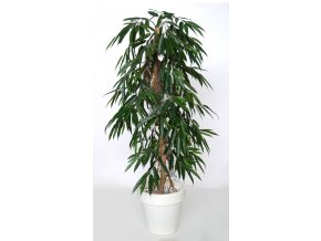 Longifolia Pendula 160 cm Green 1058026