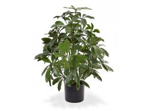 130105uv schefflera 50