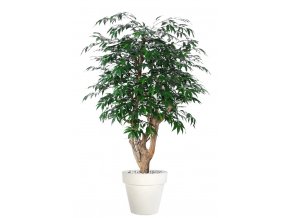 Myrsifolia Malabar 150 cm Green V1068010