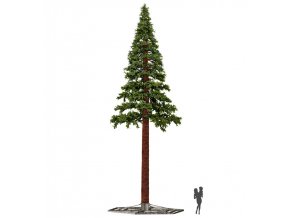 Pine Giant Tree