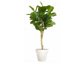 Ficus Lyrata Wild Topiary 200 cm Green V1100014(1)