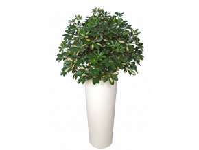 Schefflera Plant 180 cm Green Yellow V5518GYE