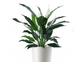 Spathiphyllum 120 cm Grn White V5440GRW main