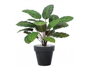 Calathea Plant 50 cm Green Red V5645GRD