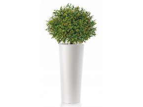 Boxwood Topiary h 135 cm Ø 60 cm Green V5564002