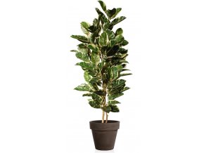 Ficus Elastica Tree 170 cm Variegated V1081008