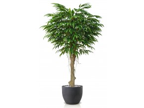 Longifolia Mini Riviera 220 cm Green V1089015