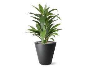 draceana groen x4 80cm in pot 152808gr 3