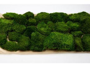 preserved provence moss green bulk box 26d