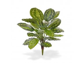 403006 calathea roseoptica boeket 65 1