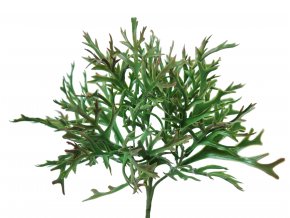 Platycerium Bush 30 cm Multicolor 5594MLT