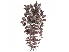 206404 tradescantia zebrina 45 2