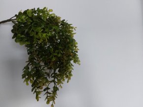 Umělá rostlina Boxwood Hanging (40cm)  buxus