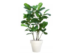 Ficus Lyrata Wild Boschetto 150 cm Green V5658001