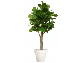 Ficus Lyrata Wild Florence Ø 110 h 280 cm Green V1100015