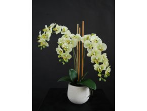 Orchid Phalaenopsis Mini Fiber Pot 50 cm Lime 5685LIM