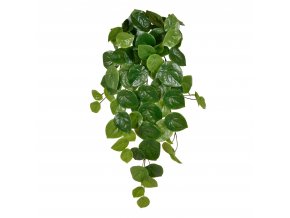 Pilea Peperomioides 60 211006 1