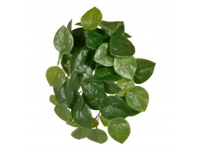 Pilea Peperomioides 30 211003 1 3