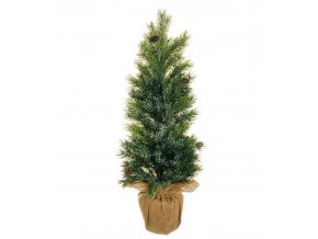 EVERGREENS 80 422385