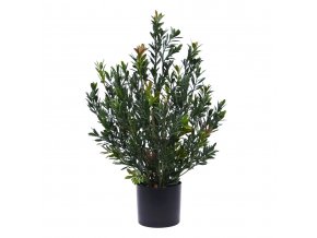 AnyConv.com 129005UV Buxus Bush 50