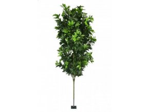 AnyConv.com gpianta alloro 170 cm bassa