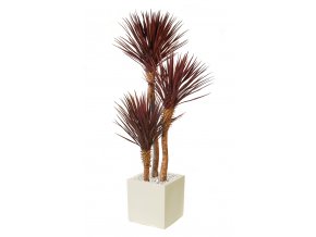 Yucca Linearis Set x 3 200 cm Burgundy V4232B03