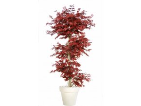 Maple Multistep 220 cm Burgundy V1046B06