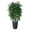 66447 longifolia boschetto 180 cm green 1058001