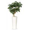 10156 umely strom buxifolia crown 150cm