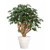 10165 umely strom buxifolia robusta 170cm