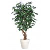 Buxifolia Malabar 180 cm Green V1056006
