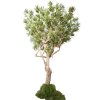 dracaena reflexa nidra lux 320 cm variegated 4009a34