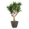 10876 umely strom dracaena reflexa robustina 90cm