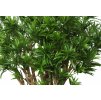 dracena zelena