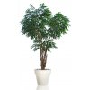 Longifolia Malabar Lux 250 Green V1058020