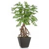 Umělý strom Maple Root Mini (130cm) (Barva listů zelená)