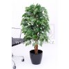 Ficus benjamin 120 Multi