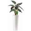 Alocasia Plant 120 cm Green Red V5514GRD