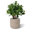crassula vetplant 40cm 403303 2 4