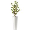Echeveria Plant Lux 180 cm Multicolor V5421M01