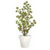 68869 echeveria plant lux 120 cm multicolor 5421m01
