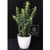 Umělá rostlina Euphorbia (40cm)